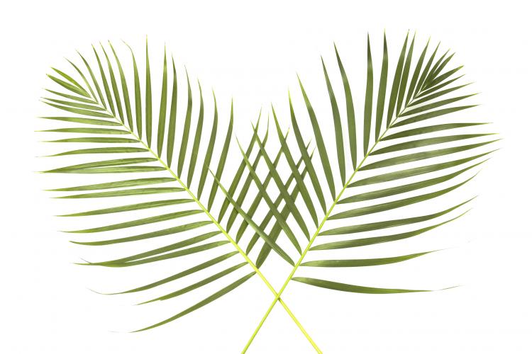 Palm sunday door wreath , palm fronds design